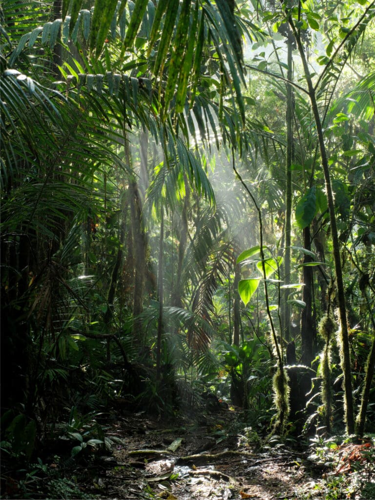 The forest at Mindo Lindo with sunlight filtering through the canopy