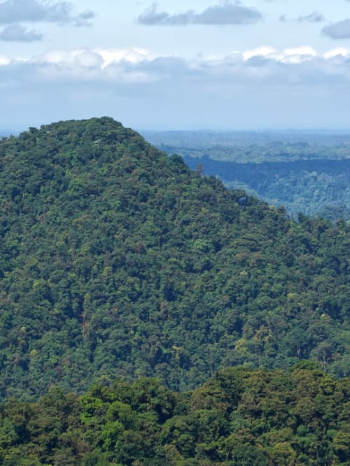 Cloud forest covers multiple foothills in the Choco Andes near Mindo, Ecuador
