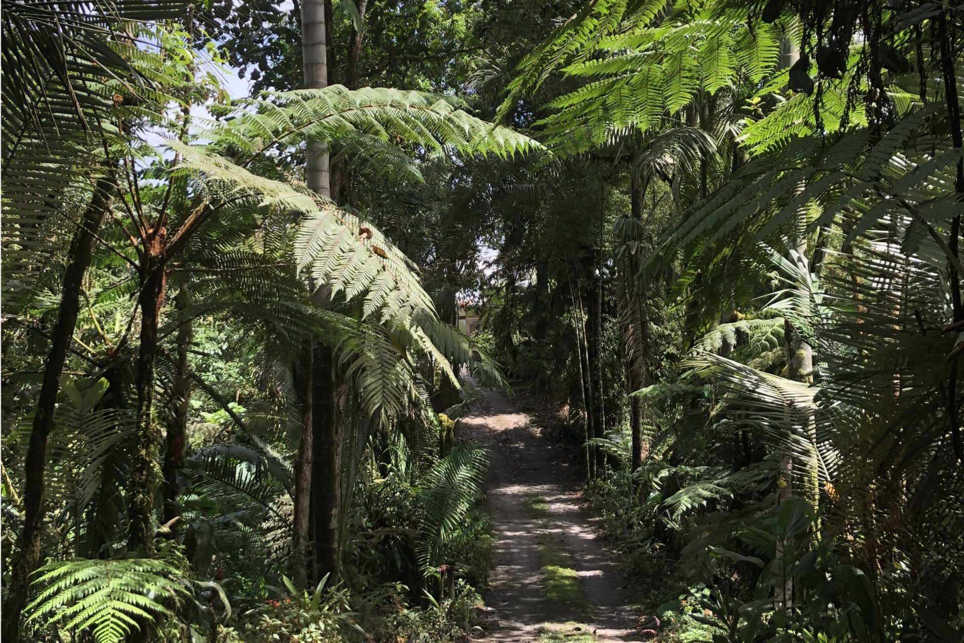 The tree-lined entrance to the Mindo Lindo Reserve outside of Mindo, Ecuador