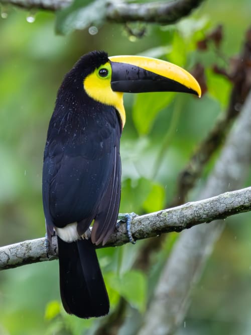A Chocó Toucan perches on a wide branch at the Mindo Lindo Reserve.