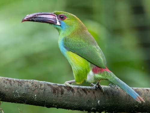A Crimson-rumped Toucanet perches ona wide log, its striking beak in profile.