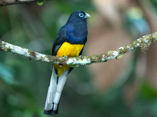 A White-tailed Trogon perched on a curved branch.