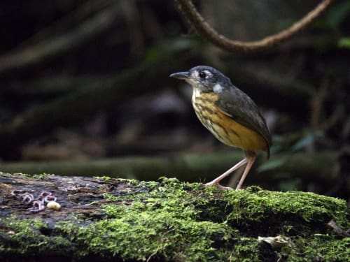 An elusive White-lored Antpitta in Ecuador's Amazon basin.