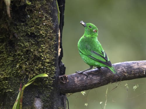 A Glistening-green Tanager eating from a hole in a log.