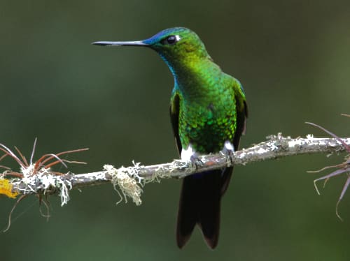 A Sapphire Vented Puffleg (juvenile) hummingbird