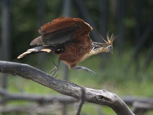 The prehistoric-looking Hoatzin gets a running start before taking flight.