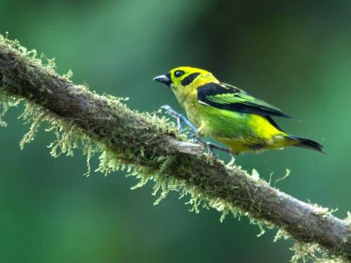 A green and black striped bird, the Emerald Tanager ready to take flight