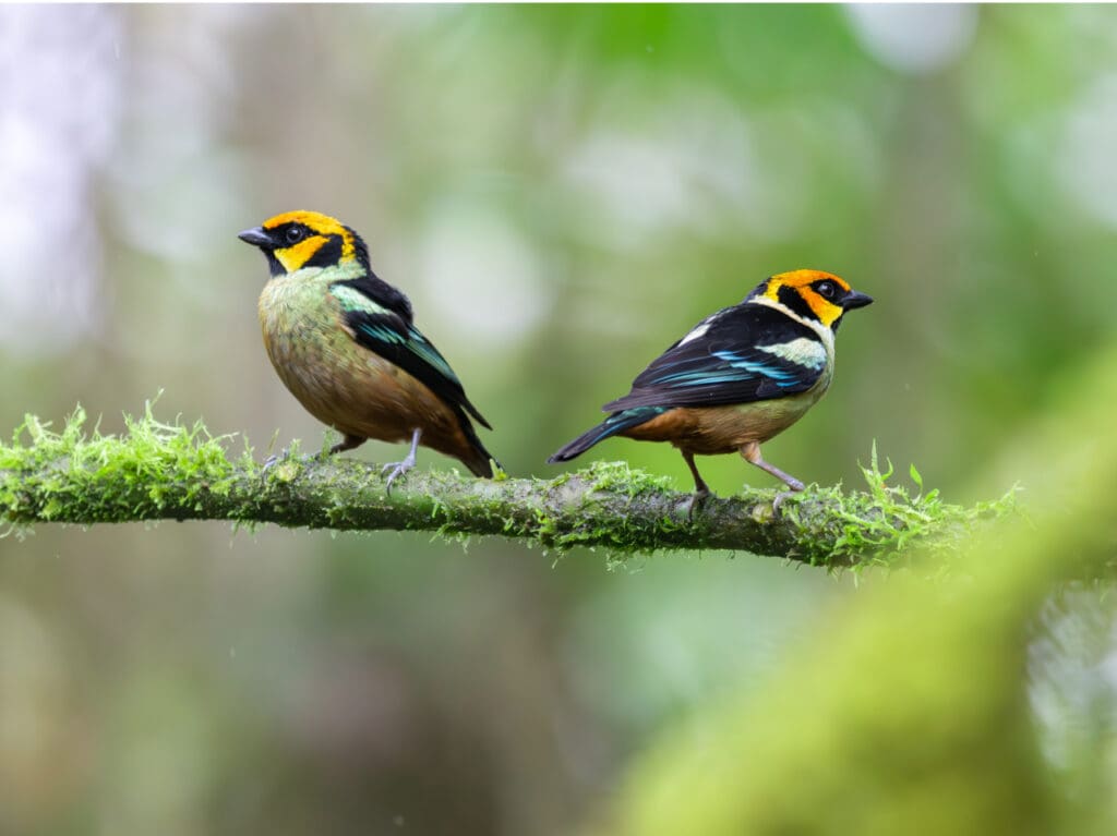 A pair of Flame-faced Tanagers perch on a slender, moss-covered branch.