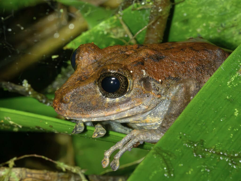 A brown frog comes out at night along a trail at Mindo Lindo.