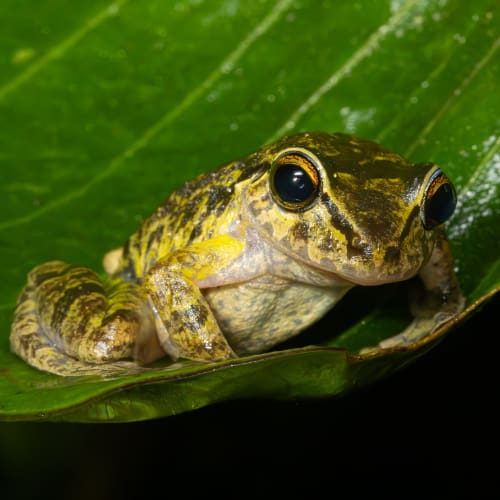 This is Gladiator Tree Frog looks inquisitively towards to the camera as it sits upon a large green leaf.