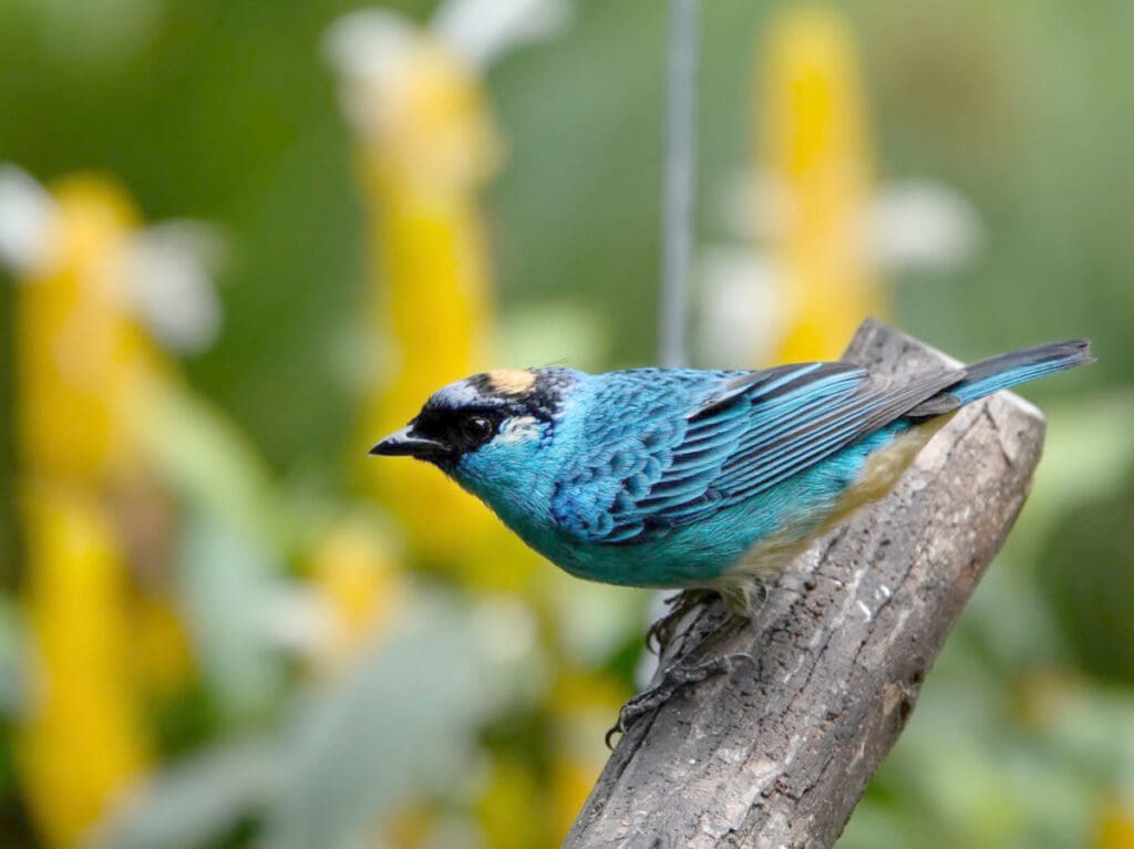 A Golden-naped Tanager perches on a stump while looking towards the camera