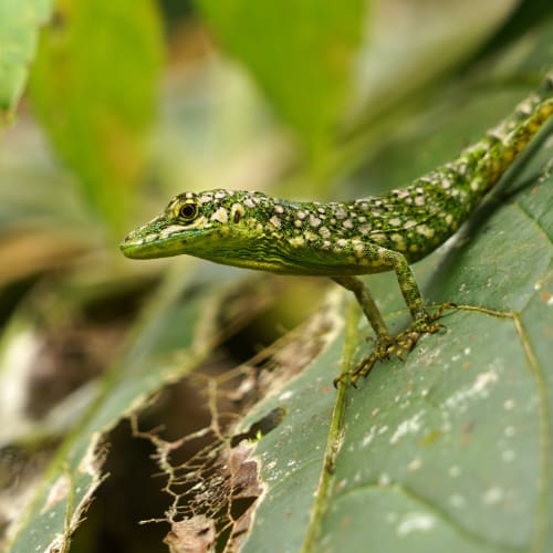 Equatorial Anole Lizard pushing up on its front legs