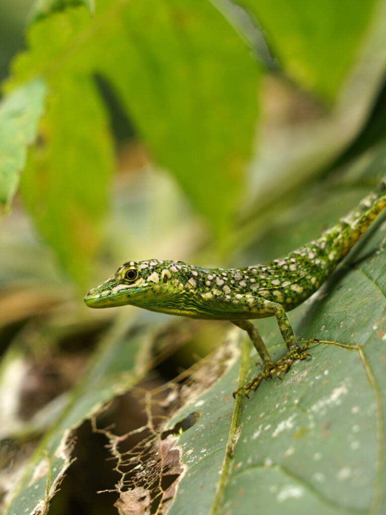 An Equatorial Anole with its speckled yellow and green skin, poses on a dark green leaf.