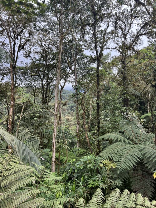 Healthy secondary forest at Mindo Lindo  