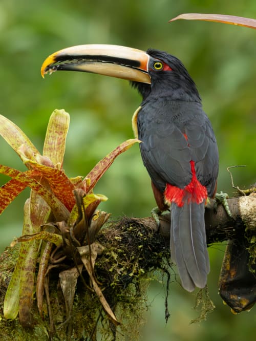 A Pale-mandibled Aracari toucan poses next to a colorful bromeliad.