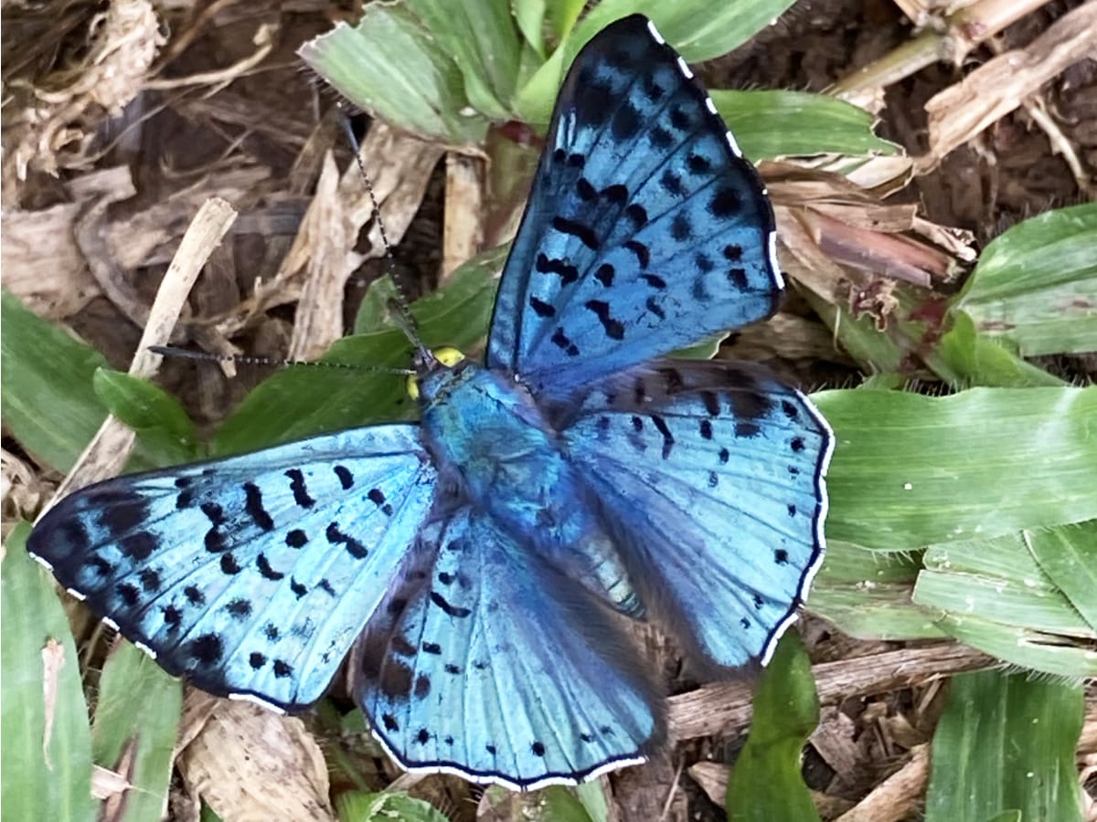 A beautiful blue butterfly with black markings and golden eyes lies on the ground