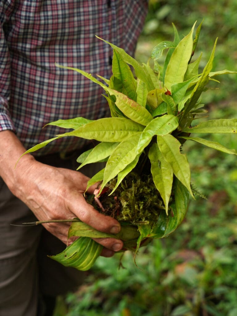 A bushy plant of lime green leaves held by a single hand of an unseen person