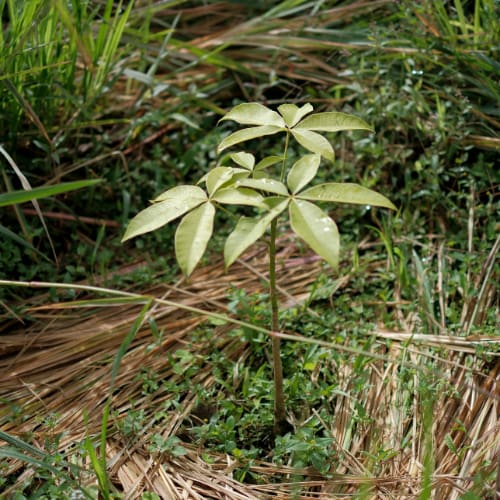 A seedling planted at Mindo Lindo