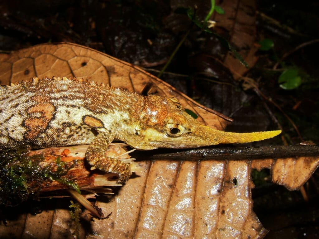 Pinocchio Anole, a lizard endemic to Ecuador, can be found at Mindo Lindo