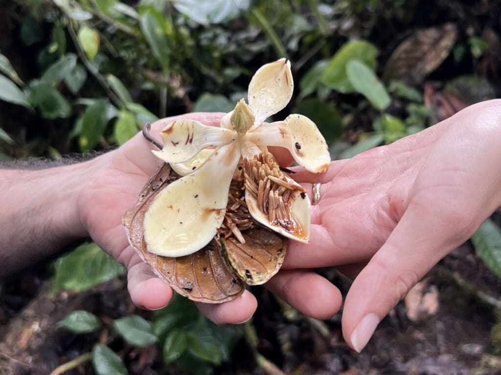 Two different sets of hands support a magnolia blossom going to seed
