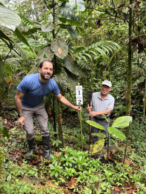 Mateo Roldán & Pedro Peñafiel stand with research markers for the Magnolia mindoensis at Mindo Lindo