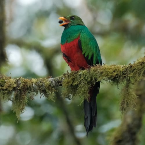A quetzal holds a berry in its beak while perched on a mossy branch