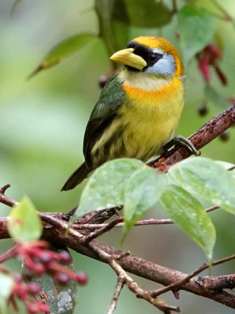 A female Red-headed Barbet actually has a yellow head and breast, with light blue feathering around the eyes.