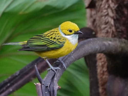 A bright yellow Silver-throated Tanager perches on a wide stem