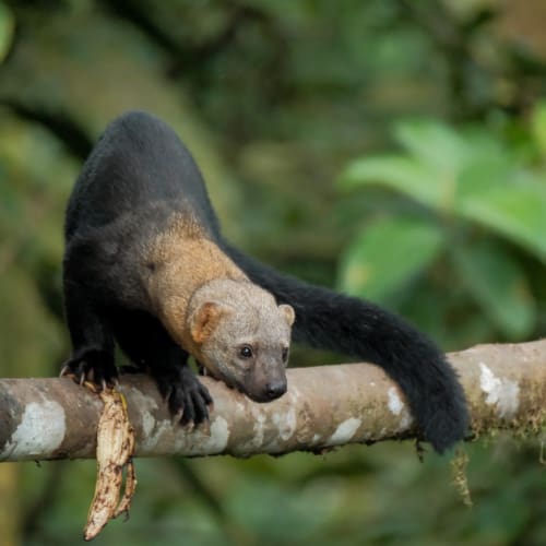 A Tayra, a member of the weasel family, grips a broad log with its claws and it prepares to leap.