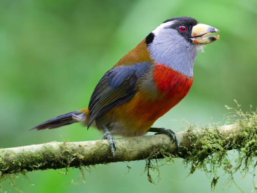 A multi-colored Toucan Barbet perches on a mossy branch.