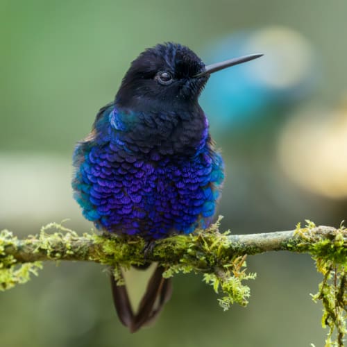 A Velvet Purple Coronet hummingbird perched on a slender branch