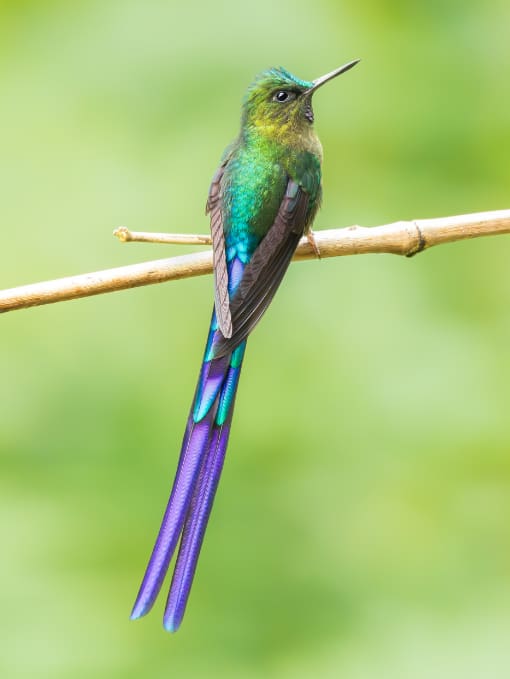 A Violet-tailed Sylph perched on a bamboo stem.