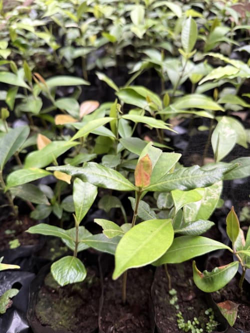 Native plant seedlings in the Mindo Lindo Greenhouse