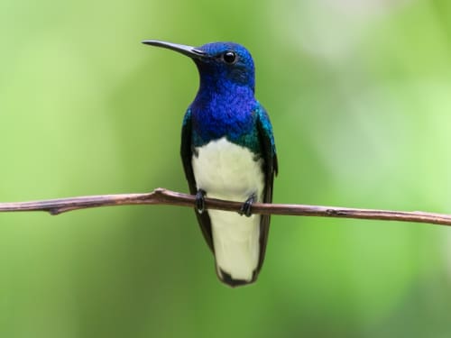 A White-necked Jacobin hummingbird, it's irridescent blue and green feathers shining in the subtle light.